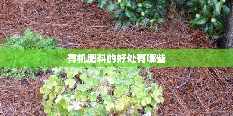 有机肥料的好处有哪些