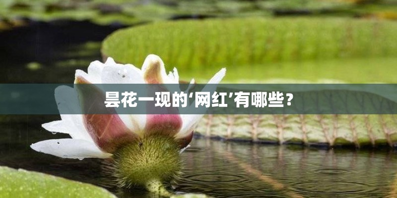 昙花一现的‘网红’有哪些？