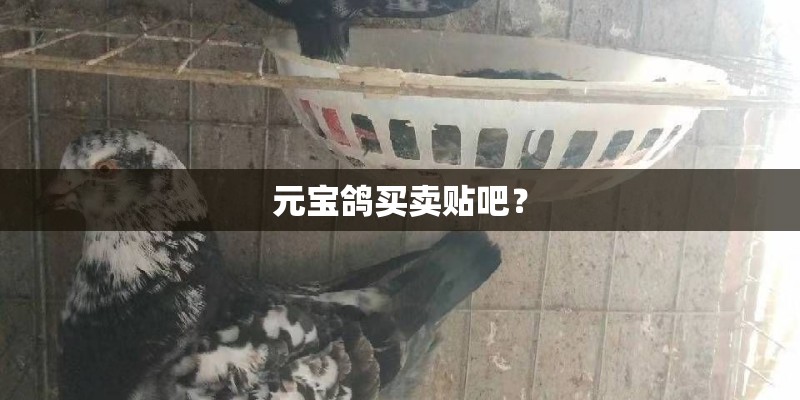 元宝鸽买卖贴吧？