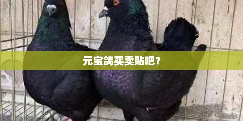 元宝鸽买卖贴吧？