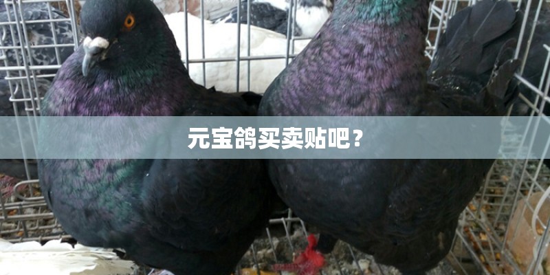 元宝鸽买卖贴吧？