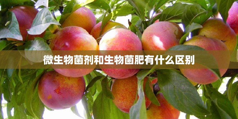 微生物菌剂和生物菌肥有什么区别