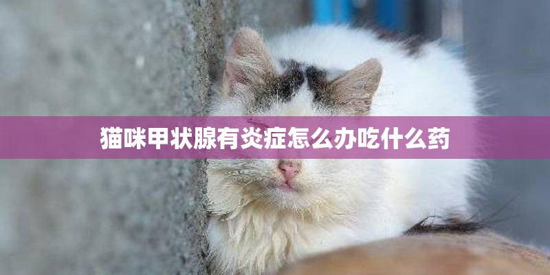 猫咪甲状腺有炎症怎么办吃什么药