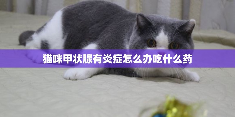 猫咪甲状腺有炎症怎么办吃什么药