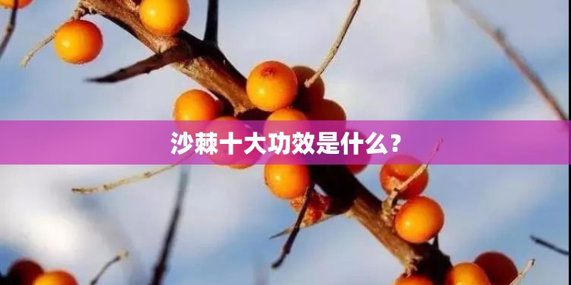 沙棘十大功效是什么？