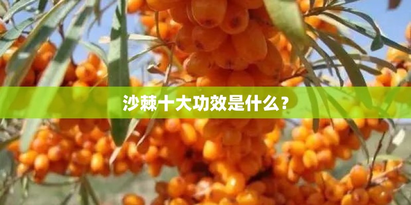 沙棘十大功效是什么? 沙棘十大功效是什么?