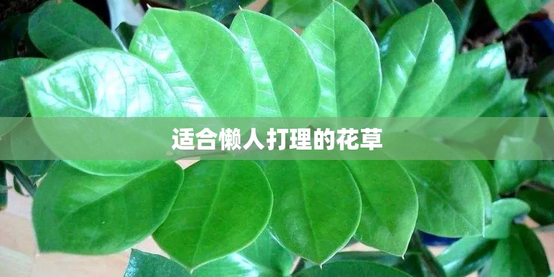 适合懒人打理的花草