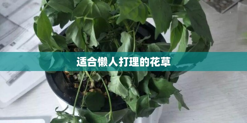 适合懒人打理的花草