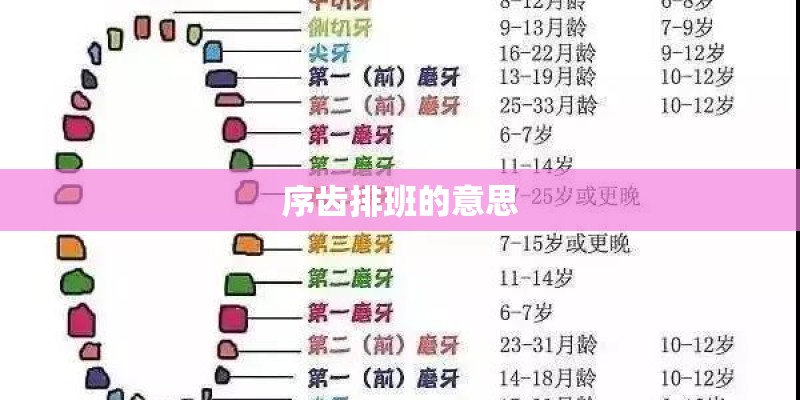 序齿排班的意思