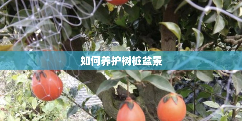 如何养护树桩盆景