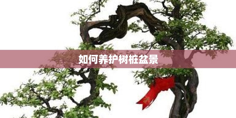 如何养护树桩盆景