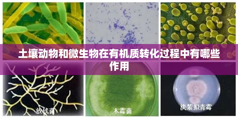 土壤动物和微生物在有机质转化过程中有哪些作用