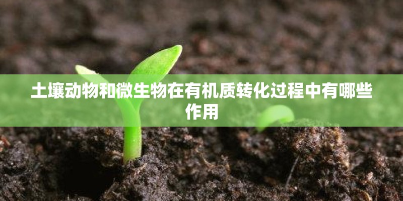 土壤动物和微生物在有机质转化过程中有哪些作用
