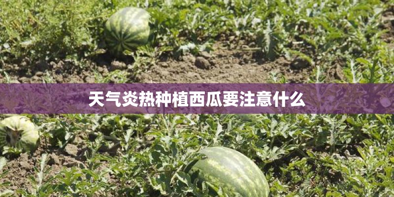 天气炎热种植西瓜要注意什么