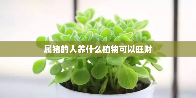 属猪的人养什么植物可以旺财