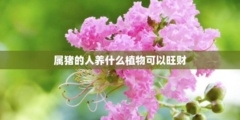 属猪的人养什么植物可以旺财