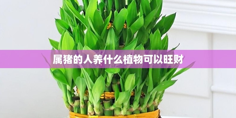 属猪的人养什么植物可以旺财