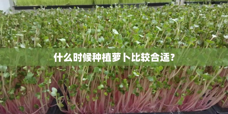 什么时候种植萝卜比较合适？