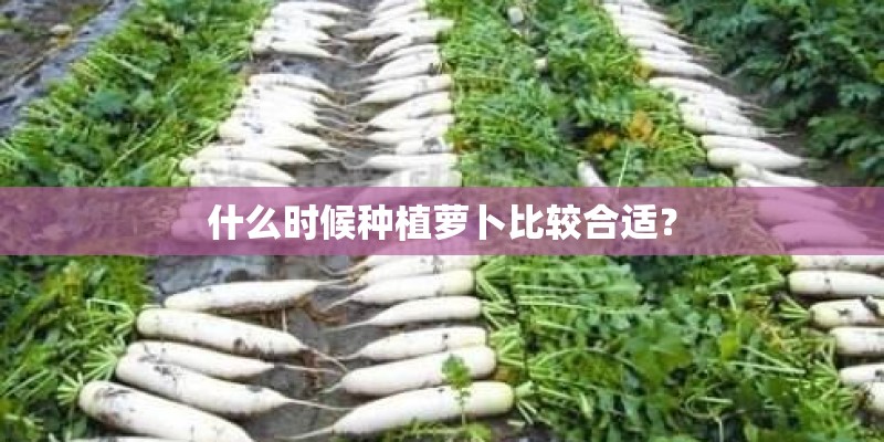 什么时候种植萝卜比较合适？