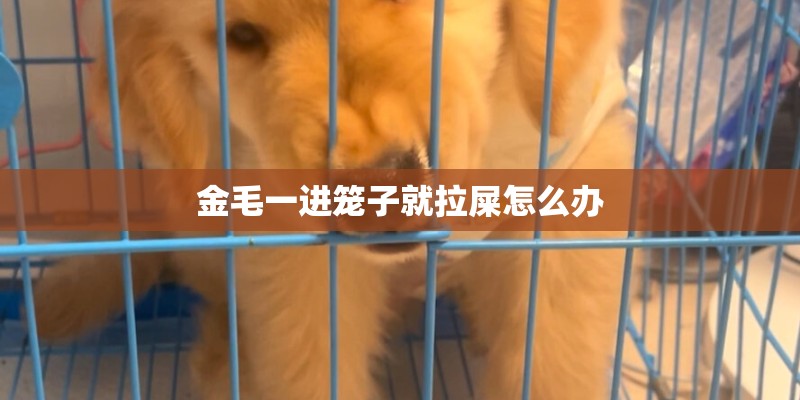 金毛一进笼子就拉屎怎么办