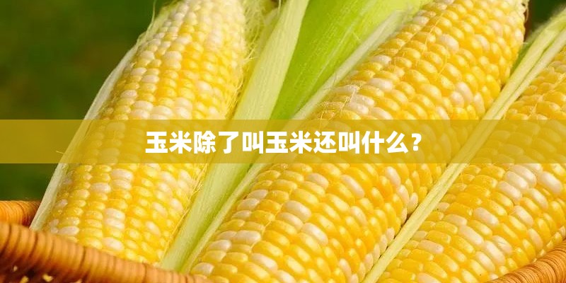 玉米除了叫玉米还叫什么? 玉米除了叫玉米还叫什么?
