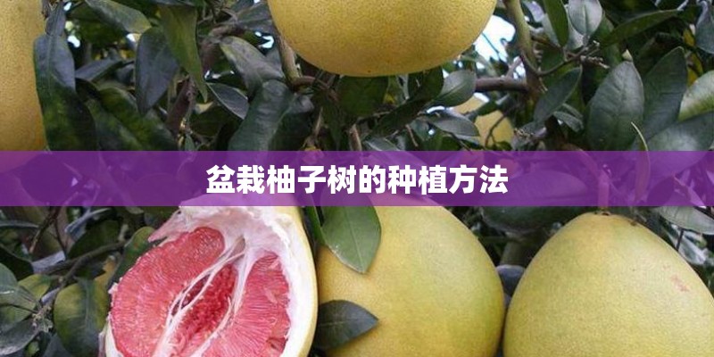 盆栽柚子树的种植方法