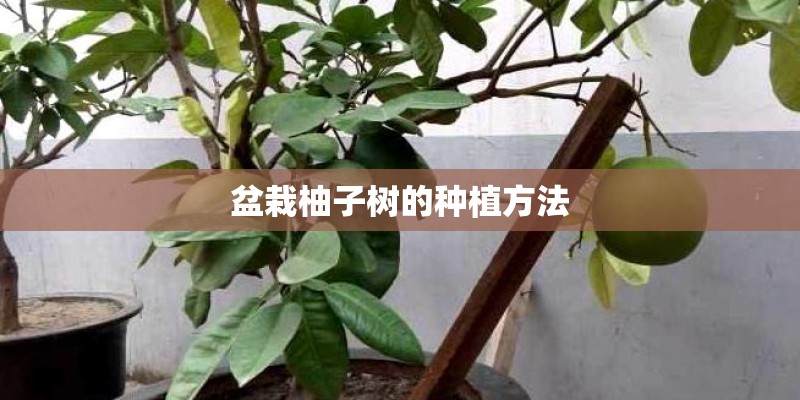 盆栽柚子树的种植方法