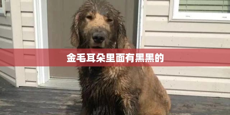 金毛耳朵里面有黑黑的