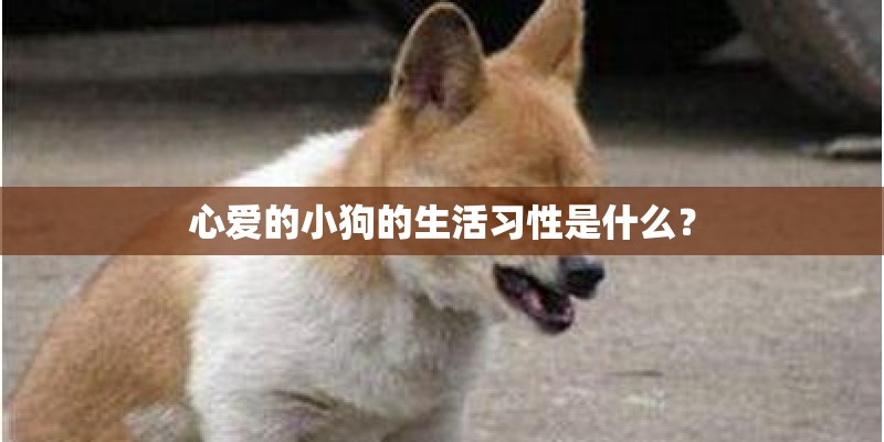 心爱的小狗的生活习性是什么？