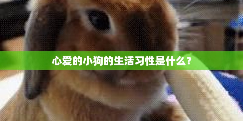心爱的小狗的生活习性是什么？