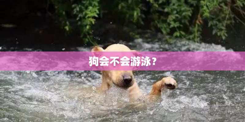 狗会不会游泳？
