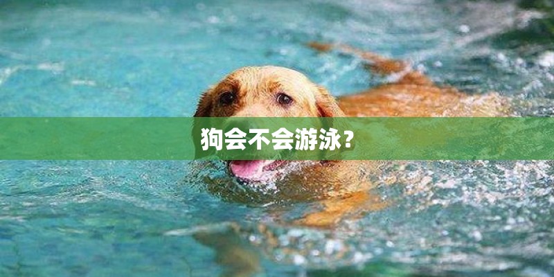 狗会不会游泳? 狗会不会游泳?