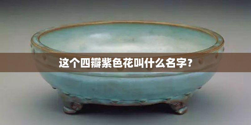 这个四瓣紫色花叫什么名字？