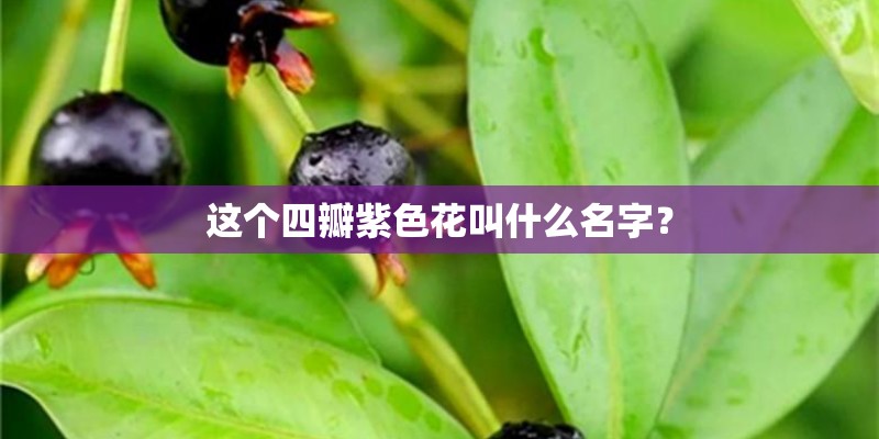 这个四瓣紫色花叫什么名字？
