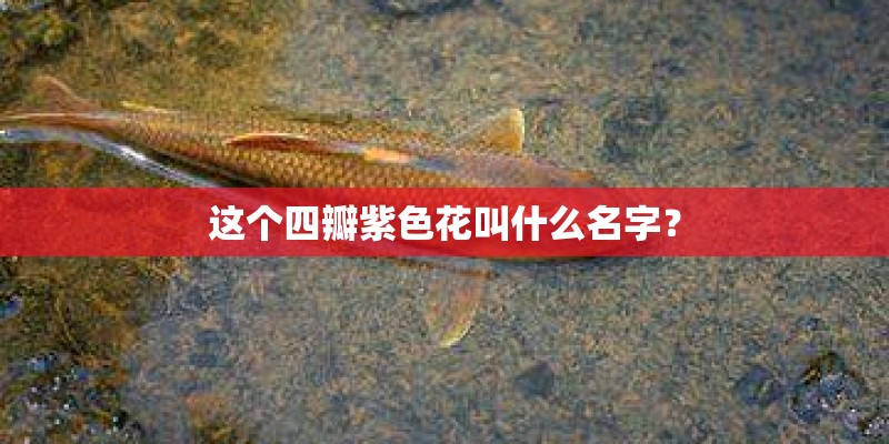 这个四瓣紫色花叫什么名字？