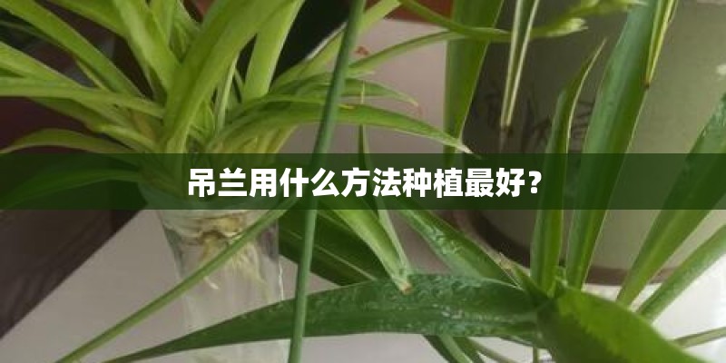 吊兰用什么方法种植最好？