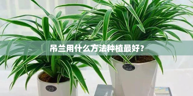 吊兰用什么方法种植最好？