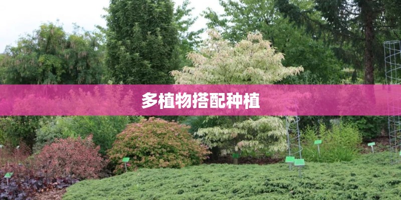 多植物搭配种植 多植物搭配种植