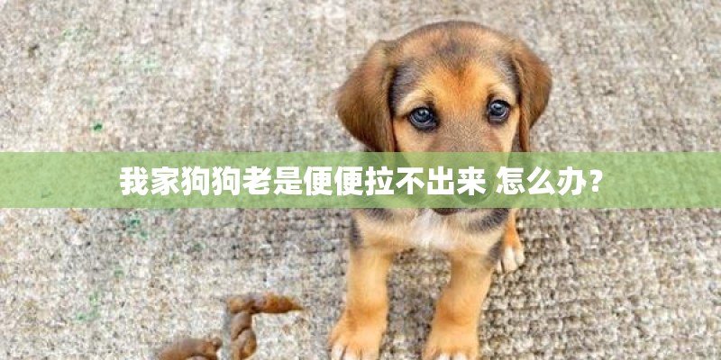 我家狗狗老是便便拉不出来 怎么办？