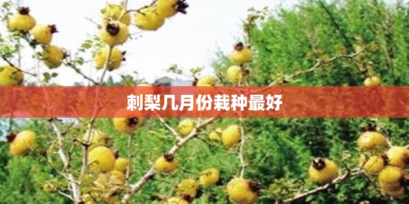 刺梨几月份栽种最好