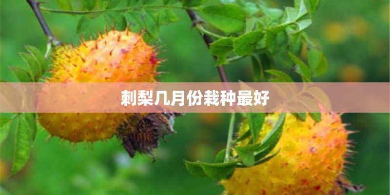 刺梨几月份栽种最好