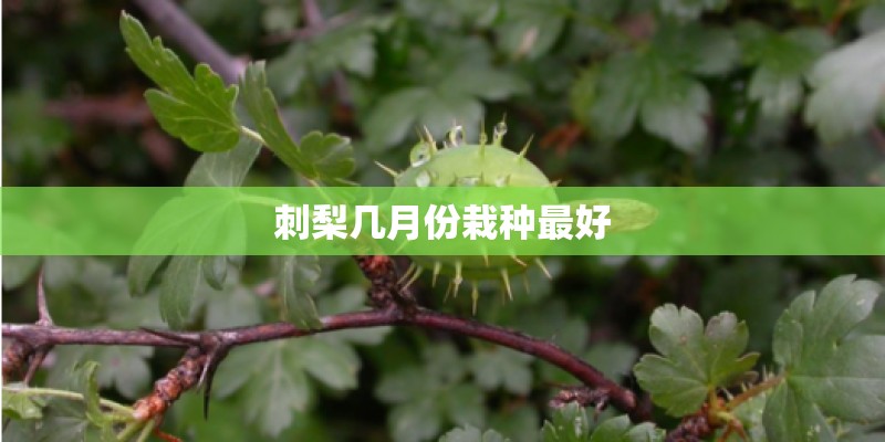 刺梨几月份栽种最好