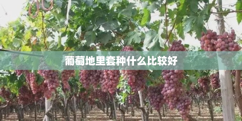 葡萄地里套种什么比较好