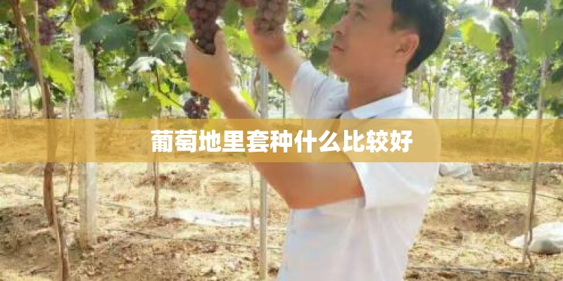 葡萄地里套种什么比较好 葡萄地里套种什么比较好