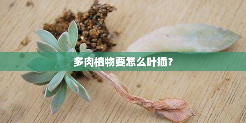 多肉植物要怎么叶插？