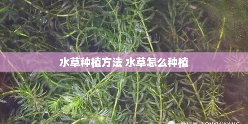 水草种植方法 水草怎么种植 水草种植方法 水草怎么种植