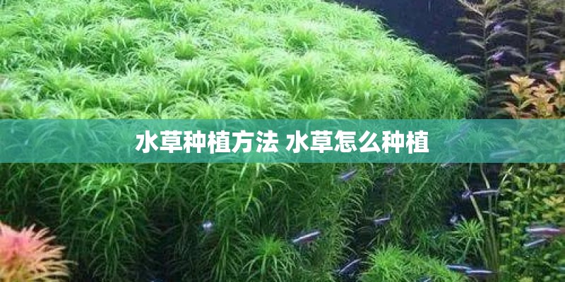 水草种植方法 水草怎么种植 水草种植方法 水草怎么种植