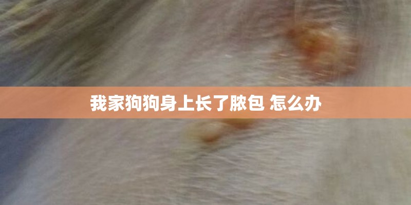我家狗狗身上长了脓包 怎么办
