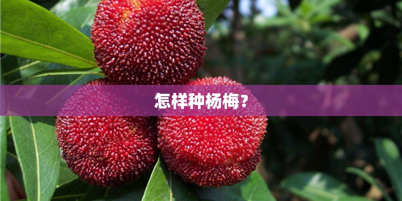 怎样种杨梅？