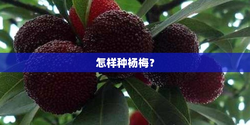 怎样种杨梅？